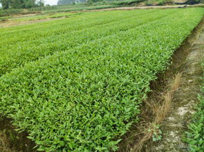 超众苗业供应大量贵州茶叶苗